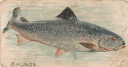 1907 Philadelphia Caramel Zoo Cards: Fish (E32) #NNO Salmon Front