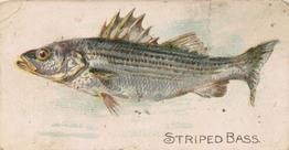 1907 Philadelphia Caramel Zoo Cards: Fish (E32) #NNO Striped Bass Front