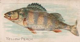 1907 Philadelphia Caramel Zoo Cards: Fish (E32) #NNO Yellow Perch Front