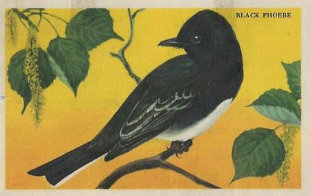 1946 Gordon's Bread California Birds - Bread Back (D39-2b) #NNO Black Phoebe Front