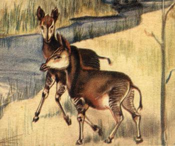 1935 National Licorice African Animal Jigs (R6) #17 Okapi Front