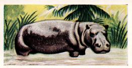 1956 Dryfood Ltd Animals of the World #6 Hippopotamus Front