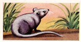 1956 Dryfood Ltd Animals of the World #39 Mouse Front