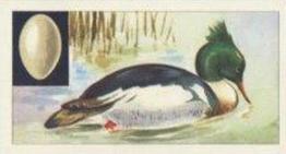 1970 Glengettie Tea Birds and Their Eggs #3 Red-Breasted Merganser Front