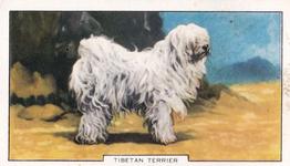 1938 Gallaher Dogs Series 2 #30 Tibetan Terrier Front