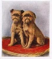 1936 Godfrey Phillips Our Puppies #8 The Griffon Bruxellois Front