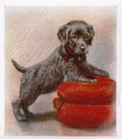 1936 Godfrey Phillips Our Puppies #9 Irish Water Spaniel Front