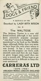 1936 Carreras Dogs & Friend #9 Maltese Back