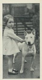 1936 Carreras Dogs & Friend #11 Bull Terrier Front