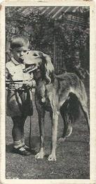 1936 Carreras Dogs & Friend #45 Saluki Front