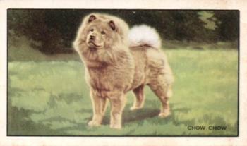 1936 Gallaher Dogs Series 1 #9 Chow Chow Front