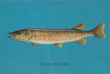 1962 Parkhurst Fish (V339-19) #40 Grass Pickerel Front