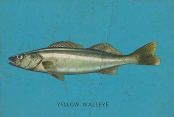 1962 Parkhurst Fish (V339-19) #50 Yellow Walleye Front
