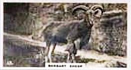 1927 Wills's Zoo #13 Barbary Sheep Front