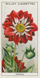1933 Wills's Garden Flowers #16 Dahlia Front