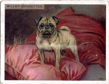 1915 Wills's Dogs Second Series #18 Pug Front