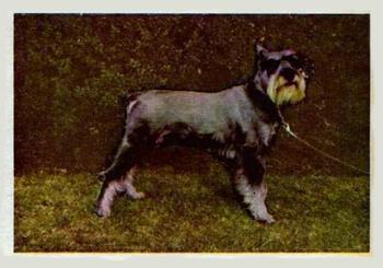 1957 Oak Manufacturing Premiere Dogs #NNO Standard Schnauzer Front