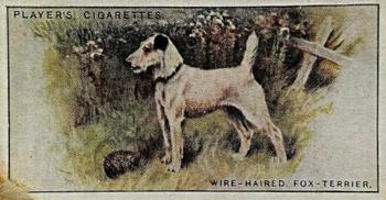 1925 Player's Dogs (Small) #43 Wire-Haired Fox-Terrier Front