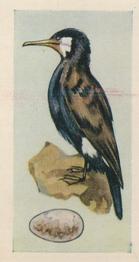 1958 Swettenhams Tea Birds and Their Eggs #21 Cormorant Front