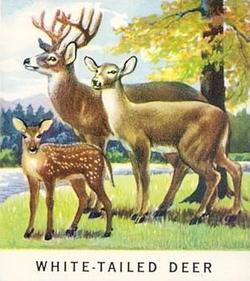 1960 Golden Press Animals #37 White-Tailed Deer Front