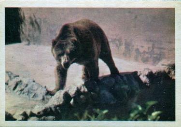 1960 Premiere/Oak Animals (R724-6) #NNO Kodiak Bear Front