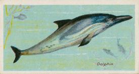 1924 Imperial Tobacco Co of Canada (ITC) Fishes of the World (C12) #NNO Dolphin Front