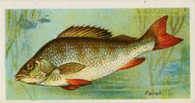 1924 Imperial Tobacco Co of Canada (ITC) Fishes of the World (C12) #NNO Perch Front