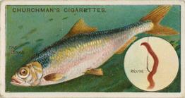 1914 Churchman's Fish & Bait (C11) #25 Shad Front