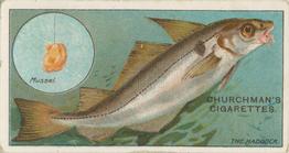 1914 Churchman's Fish & Bait (C11) #42 Haddock Front