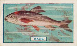 1924 Godfrey Phillips Fish #16 Dace Front