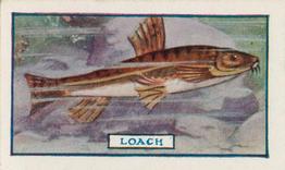 1924 Godfrey Phillips Fish #19 Loach Front