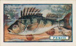 1924 Godfrey Phillips Fish #20 Perch Front