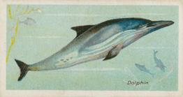 1903 Player's Fishes of the World #NNO Dolphin Front