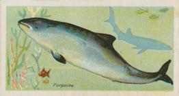1903 Player's Fishes of the World #NNO Porpoise Front