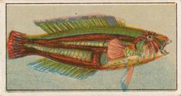 1912 Capstan Navy Cut Tobacco Fish of Australasia #22 Parrot Fish Front