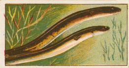 1912 Capstan Navy Cut Tobacco Fish of Australasia #39 Common Eel Front