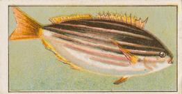 1912 Capstan Navy Cut Tobacco Fish of Australasia #43 Mado Front