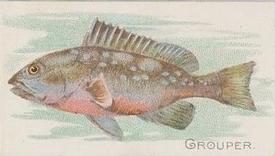 1912 Imperial Tobacco Co of Canada Fish Series (C53) #21 Grouper Front