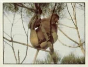 1986 Panini Threatened Animals Stickers #211 Proboscis Monkey Front