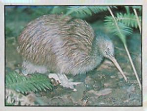 1986 Panini Threatened Animals Stickers #244 Brown Kiwi Front