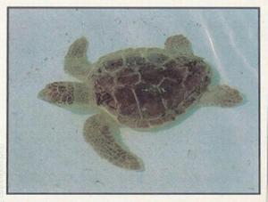 1986 Panini Threatened Animals Stickers #273 Loggerhead Turtle Front