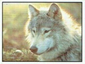 1986 Panini Threatened Animals Stickers #294 Arctic Wolf Front