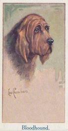 1924 Moustafa Leo Chambers Dogs Heads #10 Bloodhound Front