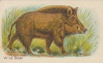 1925 Hustler Soap Animals (Second Series) #7 Wild Boar Front