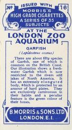 1928 Morris's At the London Zoo Aquarium #16 Garfish Back