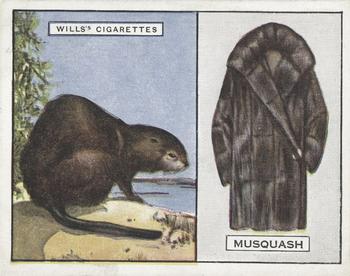 1929 Wills's Animals and Their Furs #15 Musquash Front