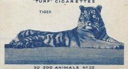 1954 Turf Zoo Animals #23 Tiger Front