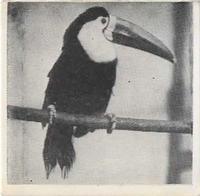 1955 Dryfood Zoo Animals #1 Toucan Front
