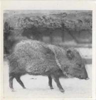 1955 Dryfood Zoo Animals #21 Collared Peccary Front
