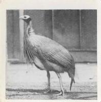 1955 Dryfood Zoo Animals #22 Guinea Fowl Front